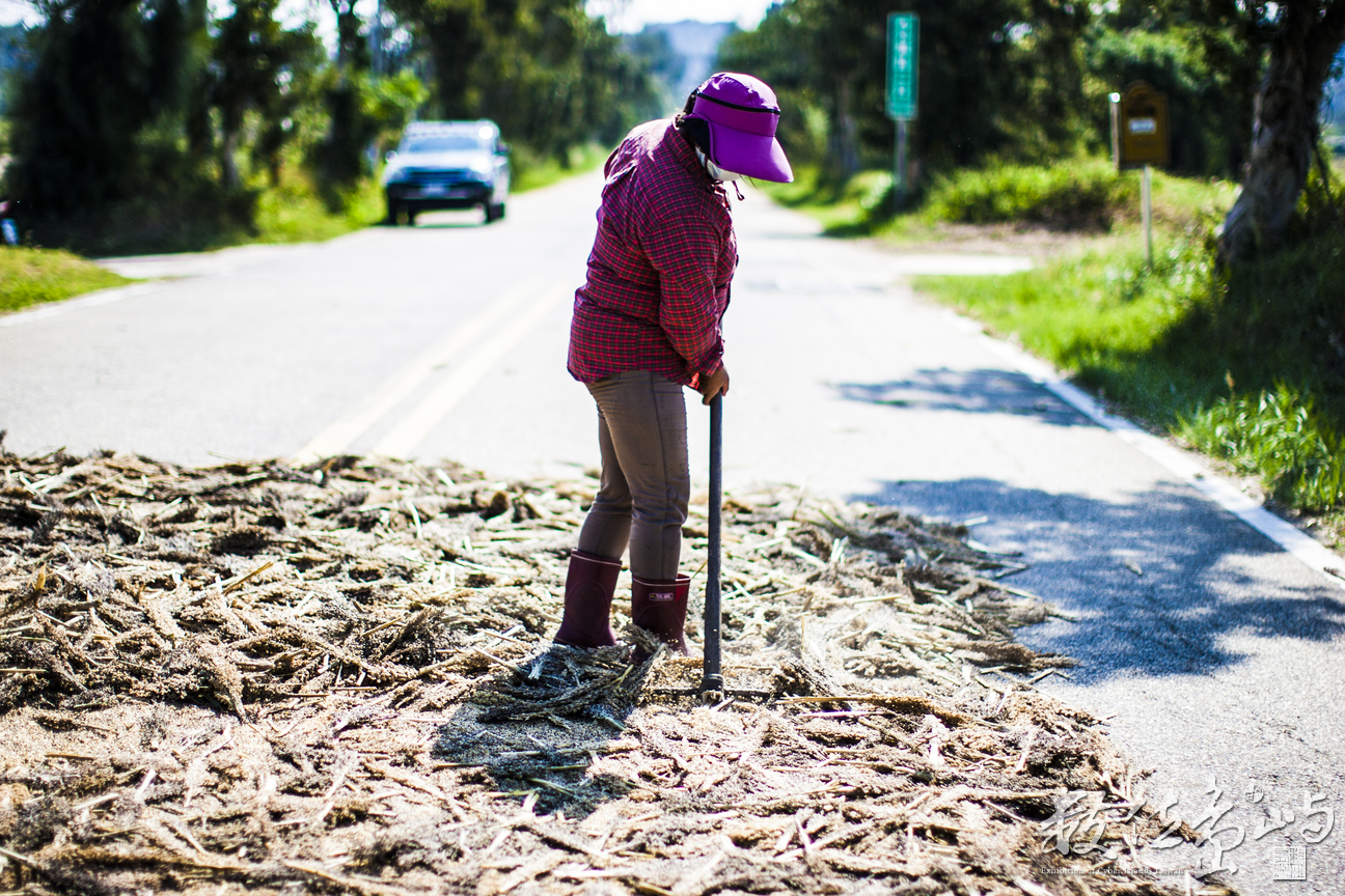 日頭正在好 就是要壓高粱
