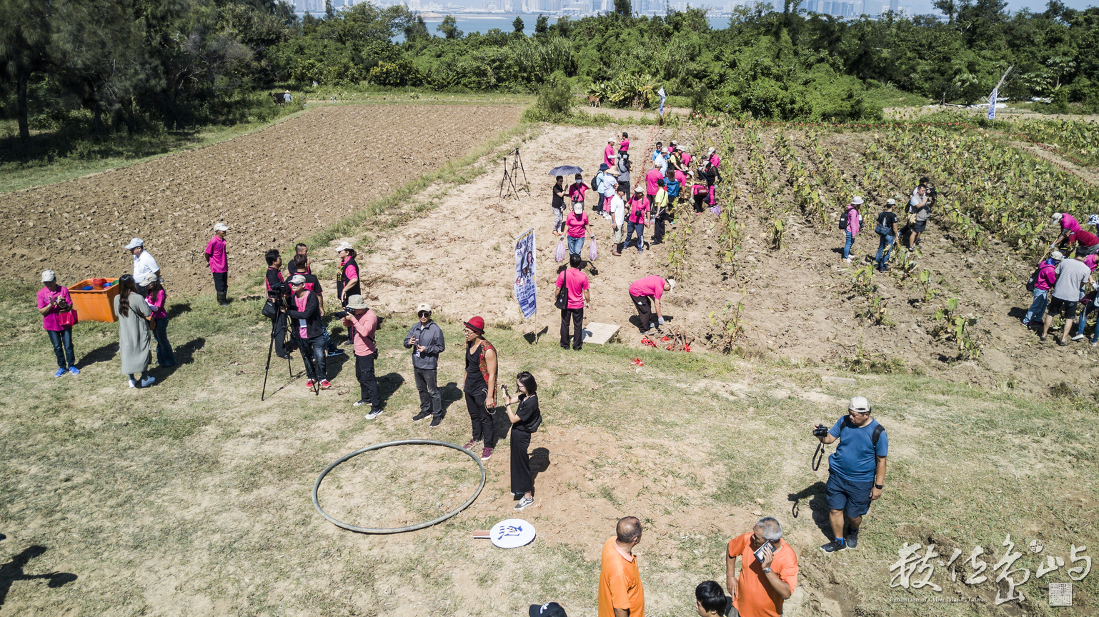 2018來去烈嶼拔芋頭