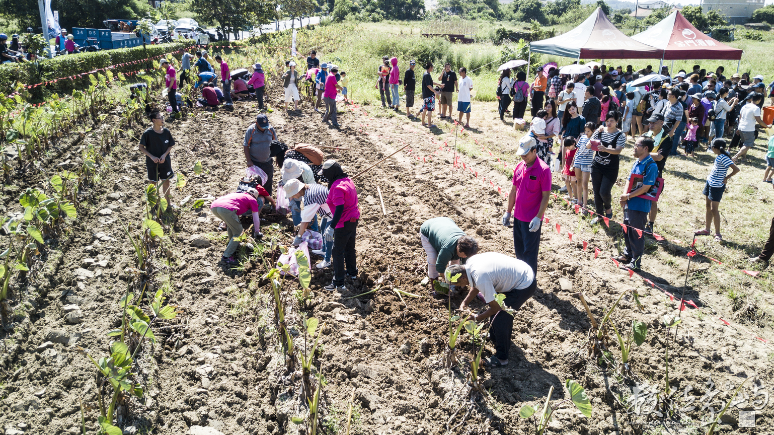 2018來去烈嶼拔芋頭