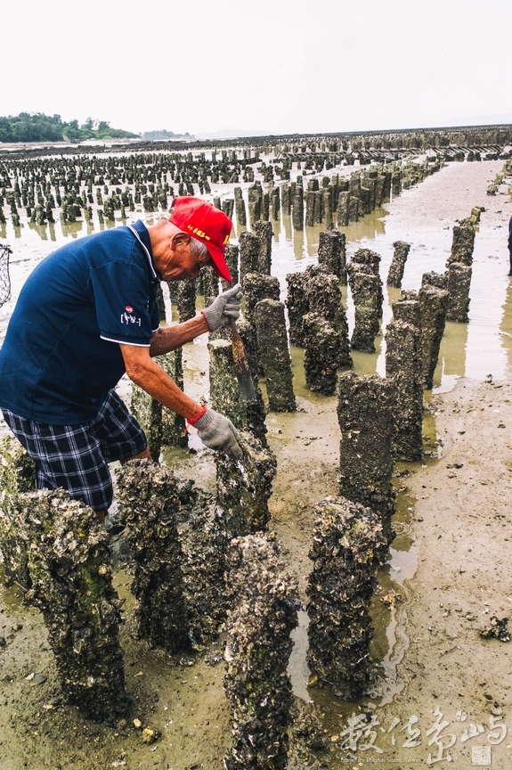 ㄊㄨˋ蚵刀ㄟ時間啦  有ㄊㄨˋ有收穫    ㄊㄨˋ謀當做運動