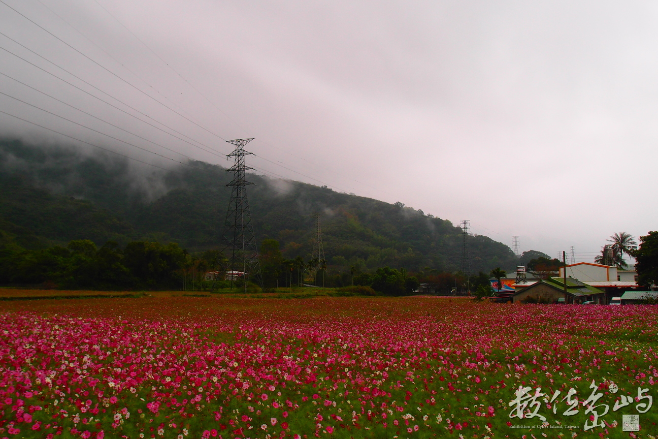 20160220拍設於路旁花海003