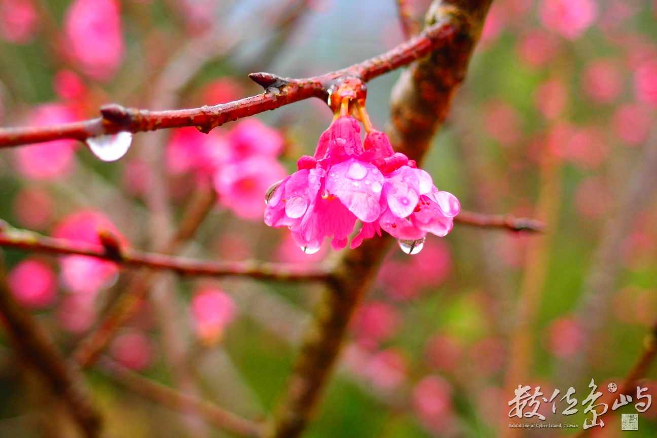 20160220拍攝於樹湖櫻花003