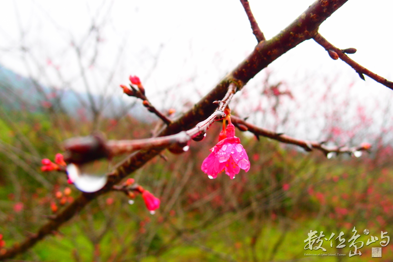 20160220拍攝於樹湖櫻花006