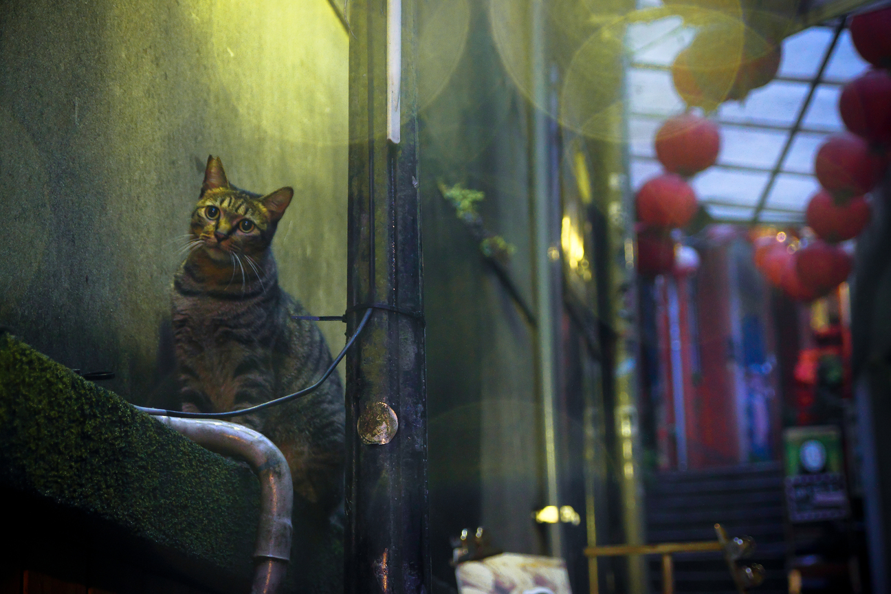 大紅燈籠高高掛