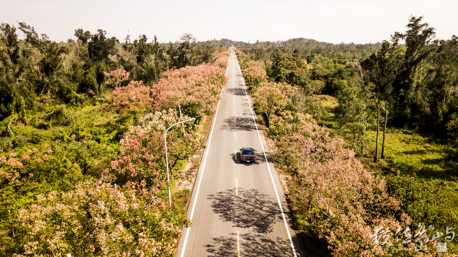 浯島 黃海路 台灣欒樹大道