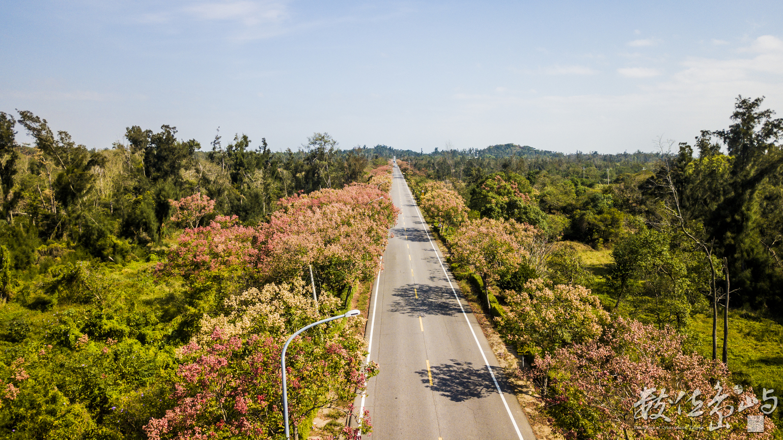 浯島 黃海路 台灣欒樹大道