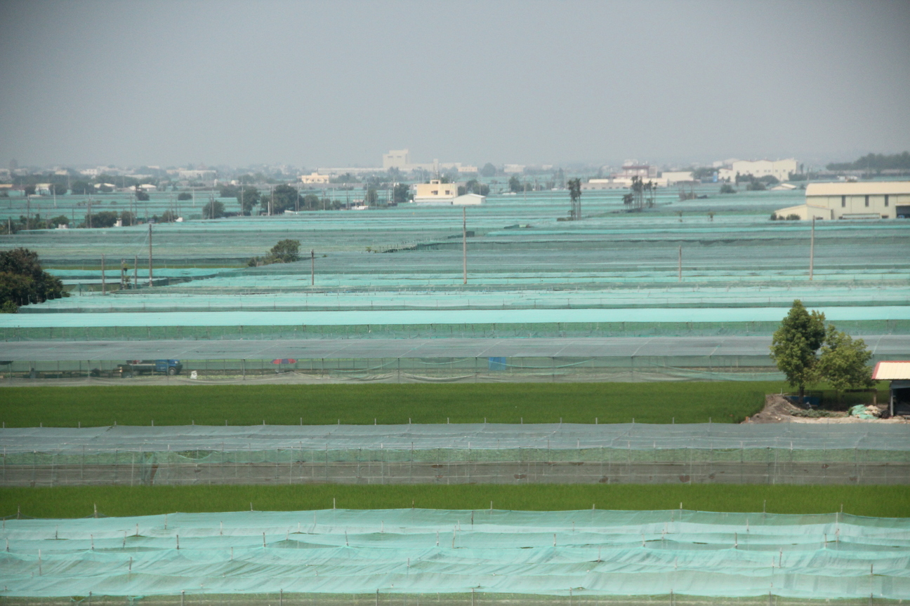 網室綿延至天邊