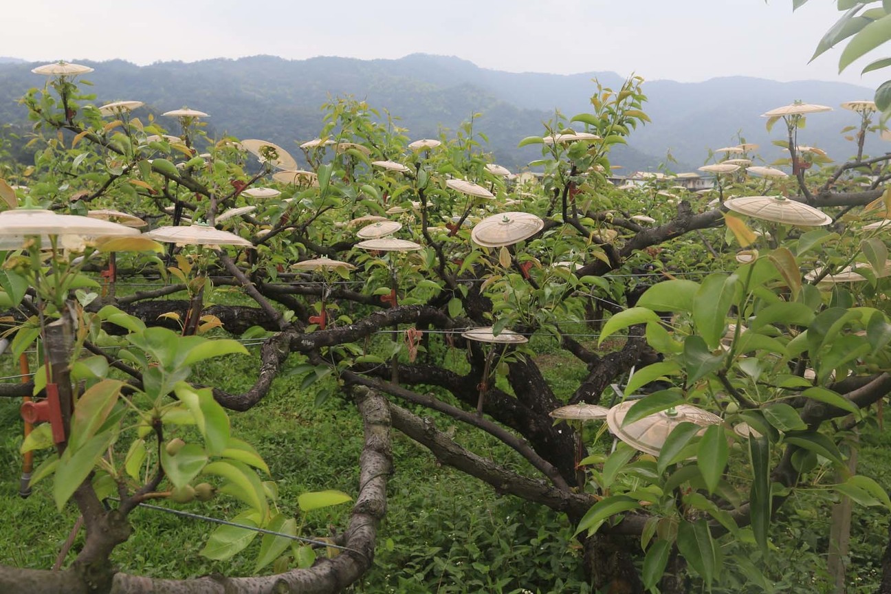 梨樹上的小雨傘