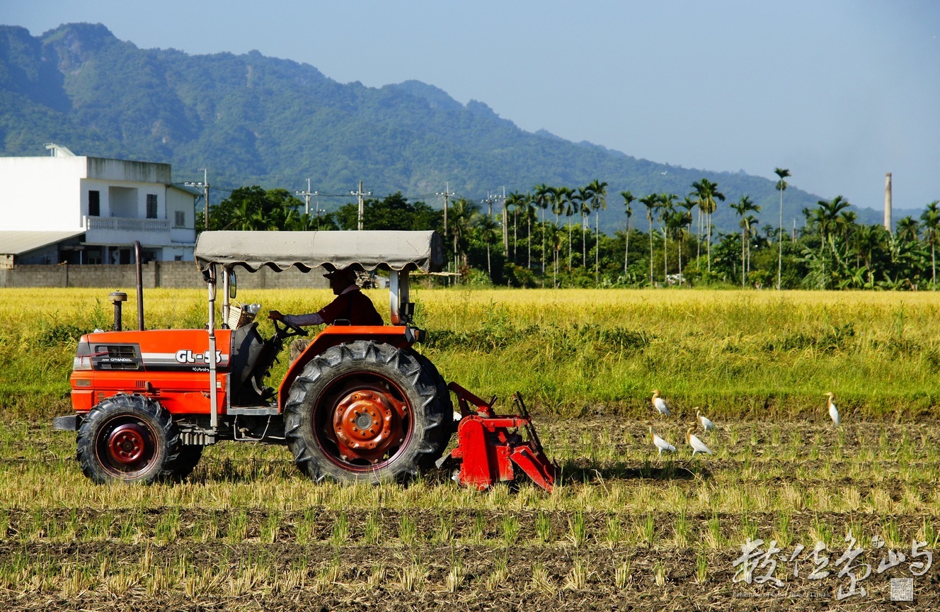 耕耘機與白鷺