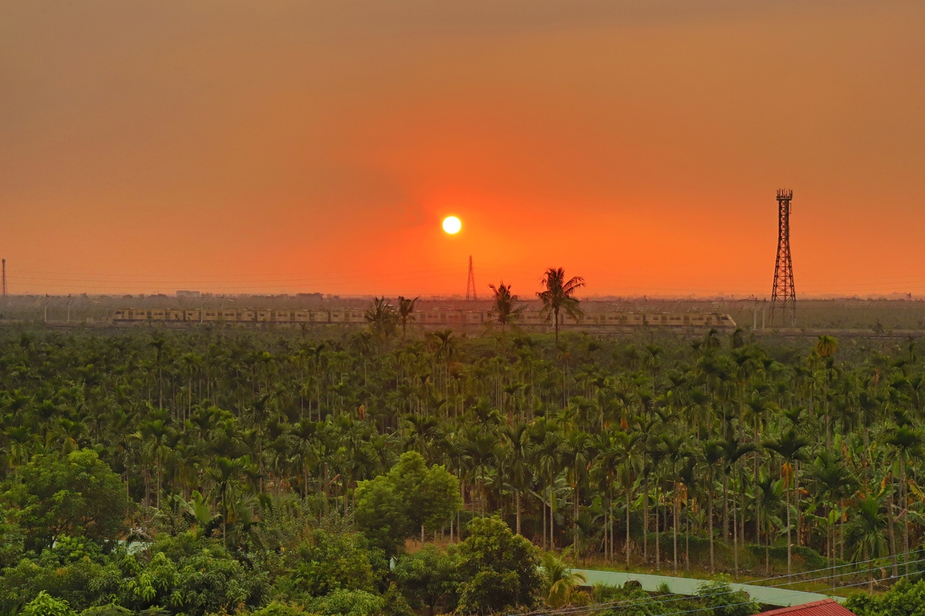 檳榔樹梢的列車