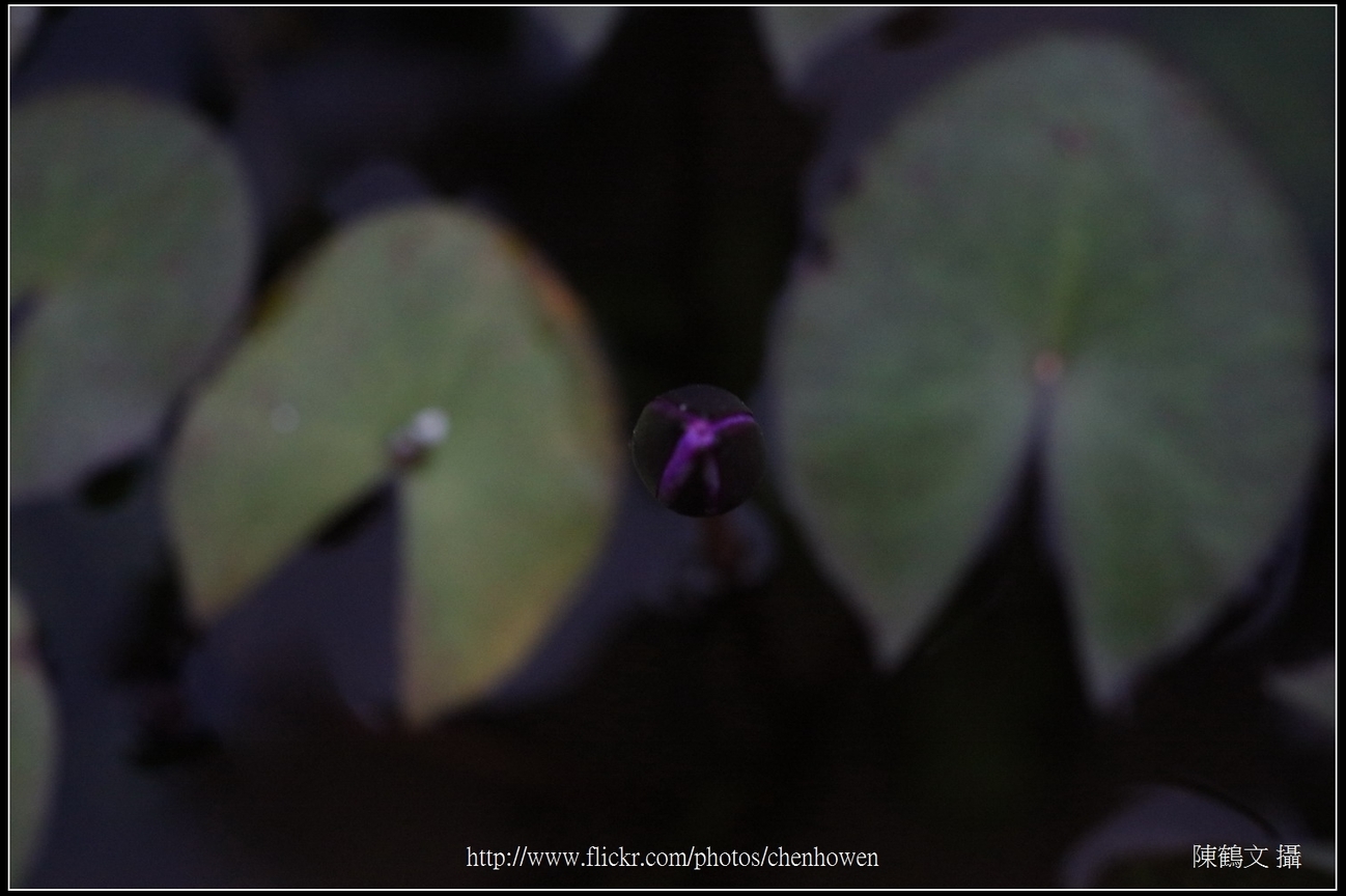 睡蓮花朵_頂端拍攝