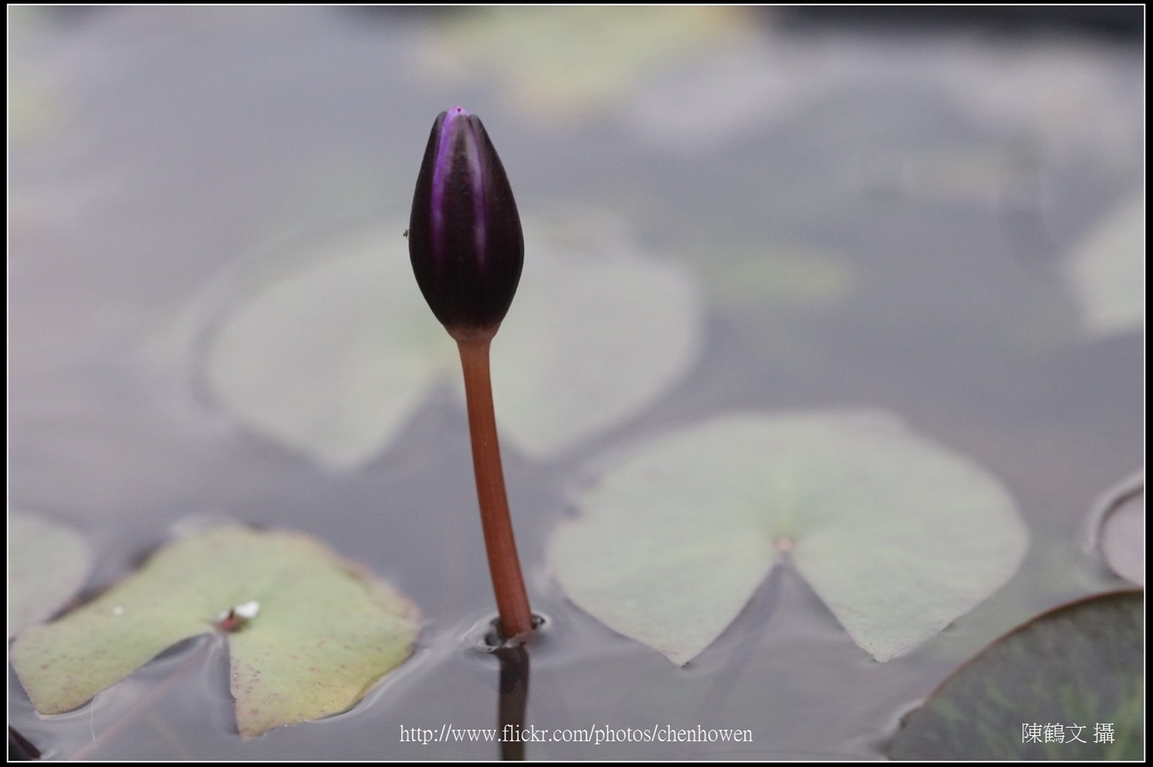 睡蓮花朵_01