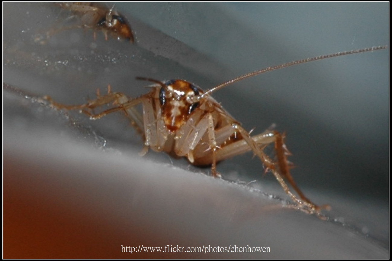 64-02_中央裁切+補點到150萬畫素_64-02_棕帶蜚蠊_2010.0929_Sep