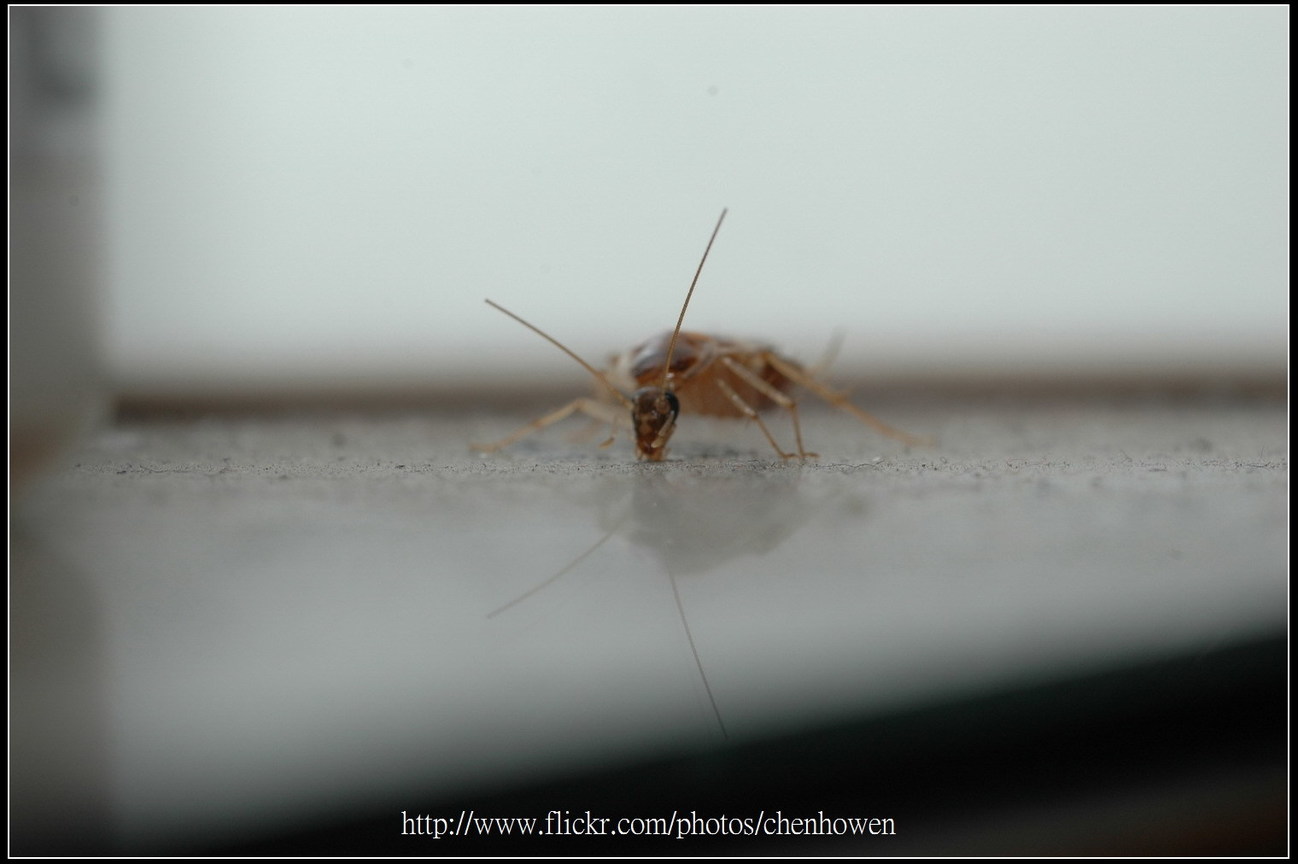 54_棕帶蜚蠊_頭部和鞭狀觸角特寫_2010.0929_Sep