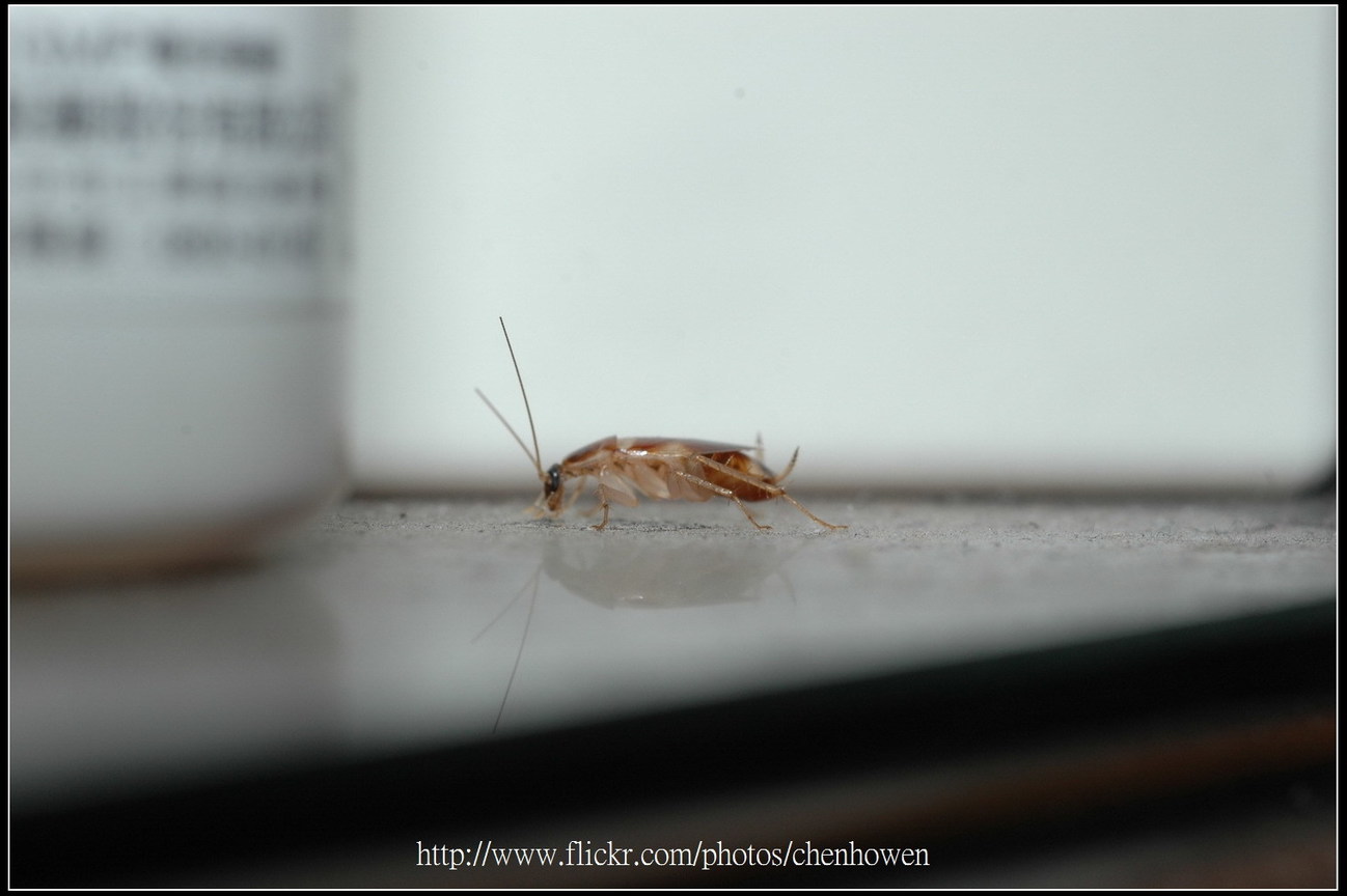 55_棕帶蜚蠊_請同時看本體和倒影_2010.0929_Sep