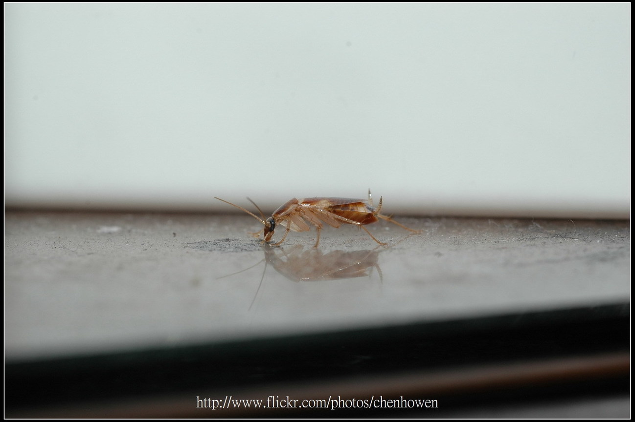 51_棕帶蜚蠊_停頓一下_2010.0929_Sep