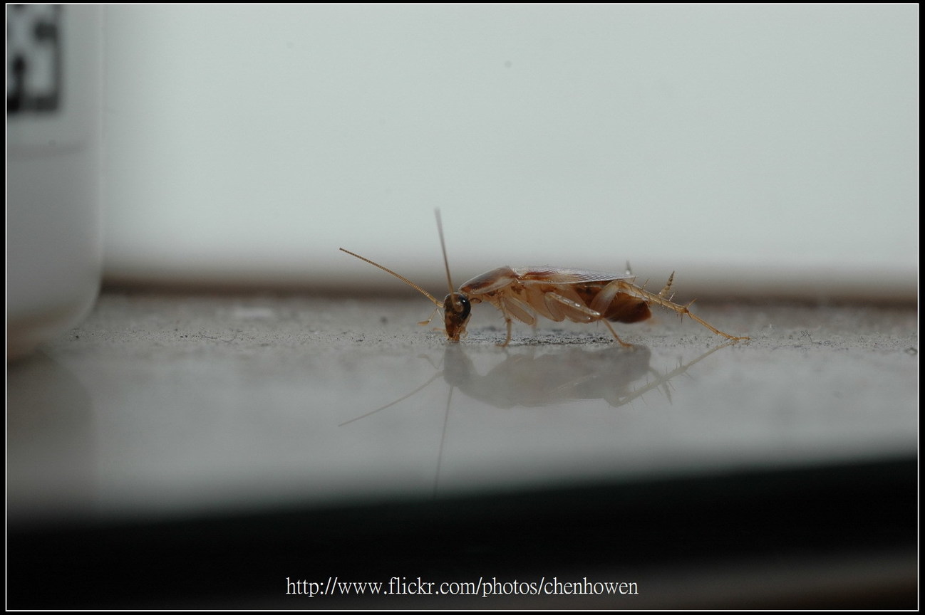 53_棕帶蜚蠊_左側面特寫_注意玻璃倒影_2010.0929_Sep