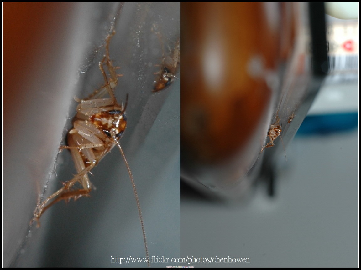 64_構圖美和格放美_64-03_棕帶蜚蠊_2010.0929_Sep