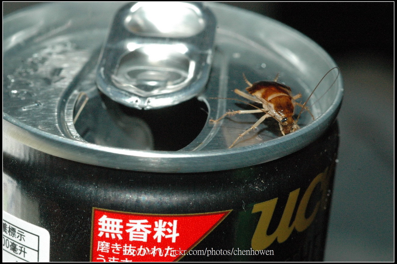 78_母棕帶蜚蠊_往左邊移動一下_2010.0922_Sep