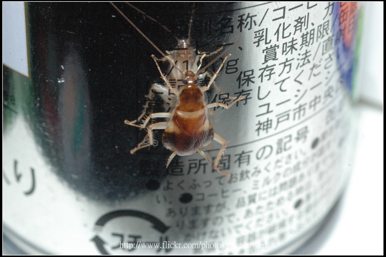 76_母棕帶蜚蠊_罐子表面反射蜚蠊的頭部和胸部和附肢_2010.0922_Sep