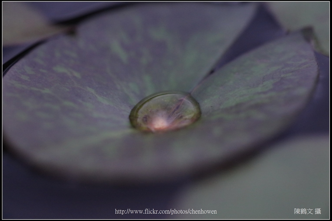 睡蓮葉上的水滴_01