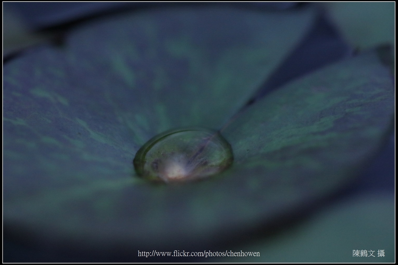 睡蓮葉上的水滴_02