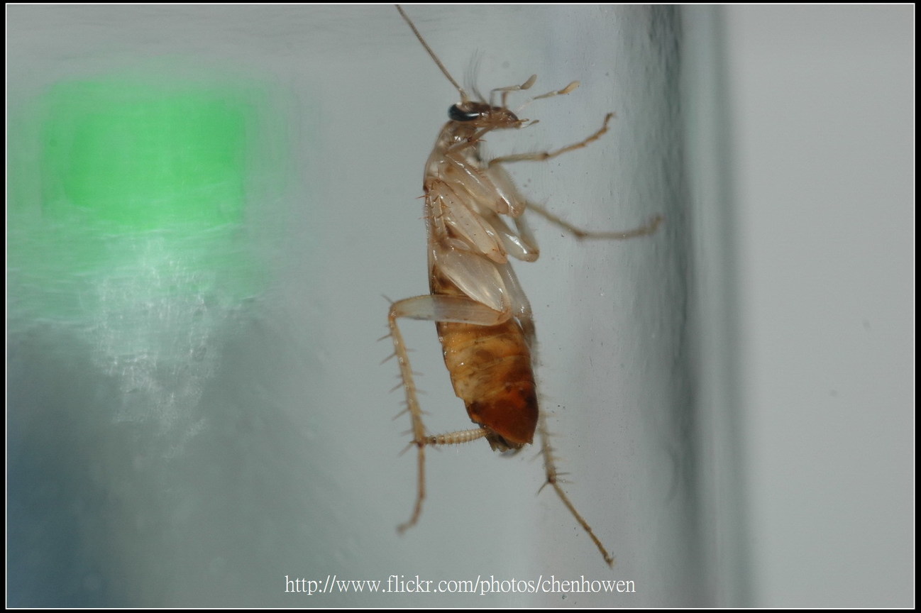 15_右側面特寫-02_對焦點在附肢_15_棕帶蜚蠊_2010.0929_Sep