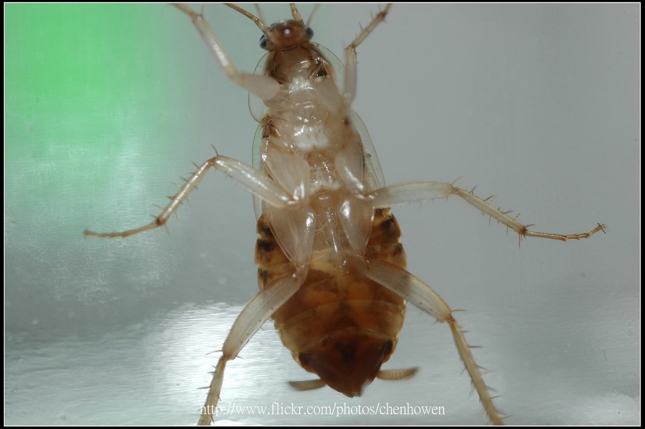 11_棕帶蜚蠊_腹面特寫-07_2010.0929_Sep