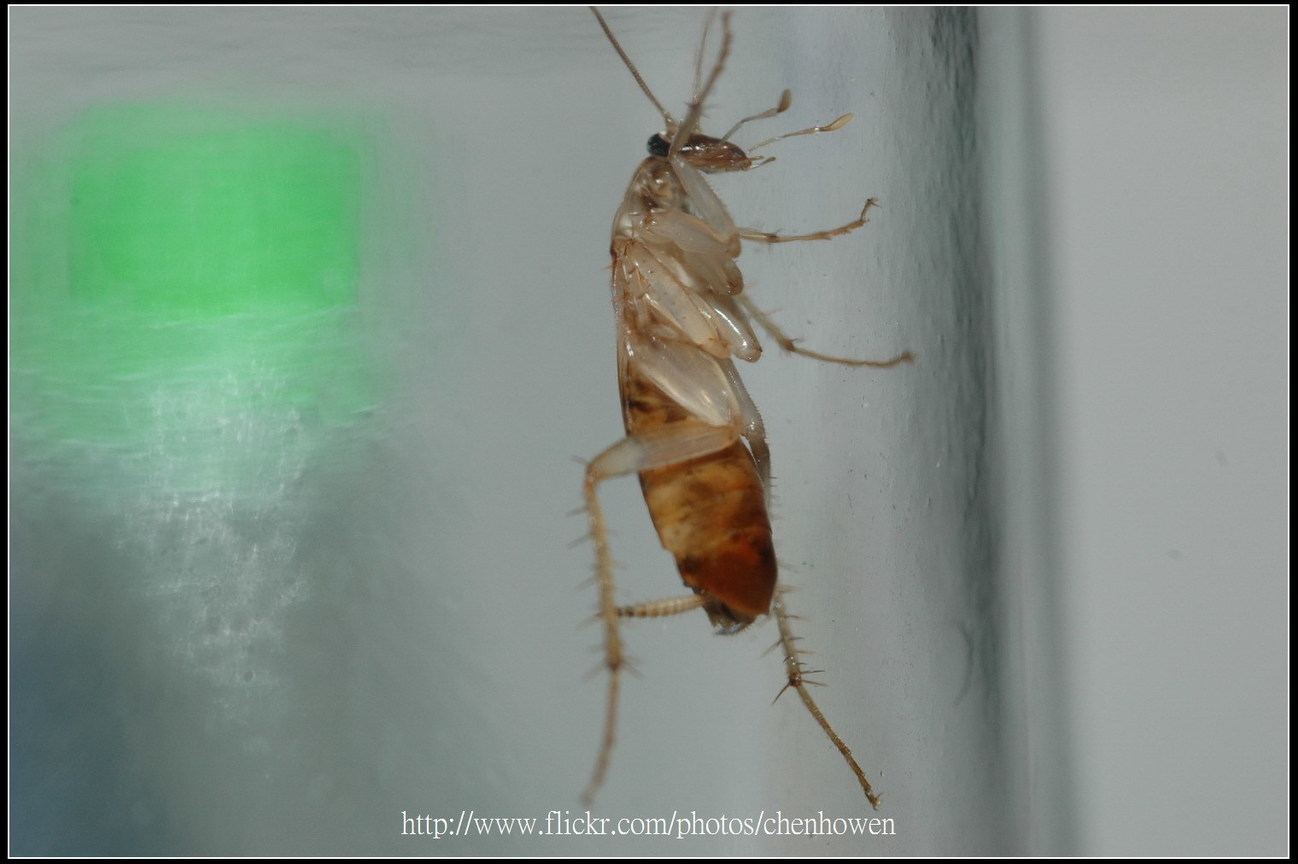 18_右側面特寫-02_對焦點在眼睛_18_棕帶蜚蠊_2010.0929_Sep