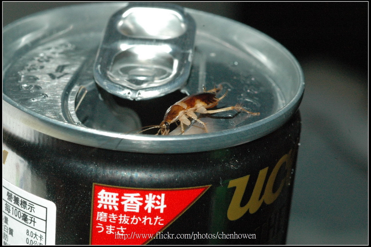 79_母棕帶蜚蠊_又往開口處移動_2010.0922_Sep