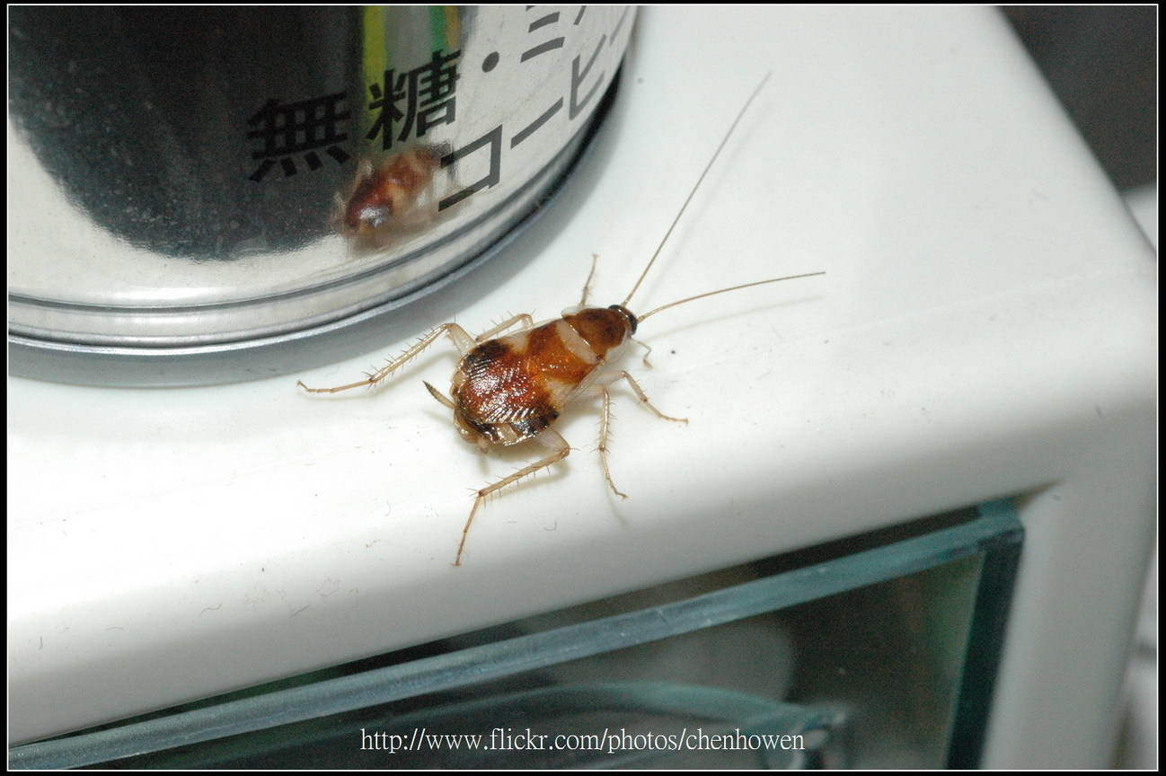 73_母棕帶蜚蠊_主角出現_開始_2010.0922_Sep