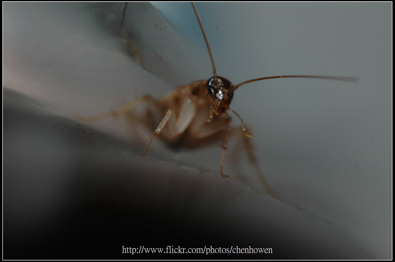 72_棕帶蜚蠊_頭部和鞭狀觸角_2010.0929_Sep