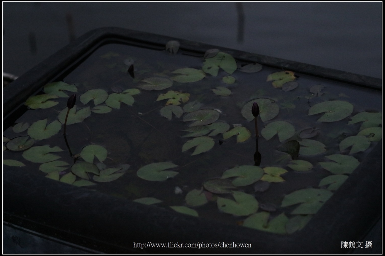 睡蓮水池_偏光鏡CPL_轉90度