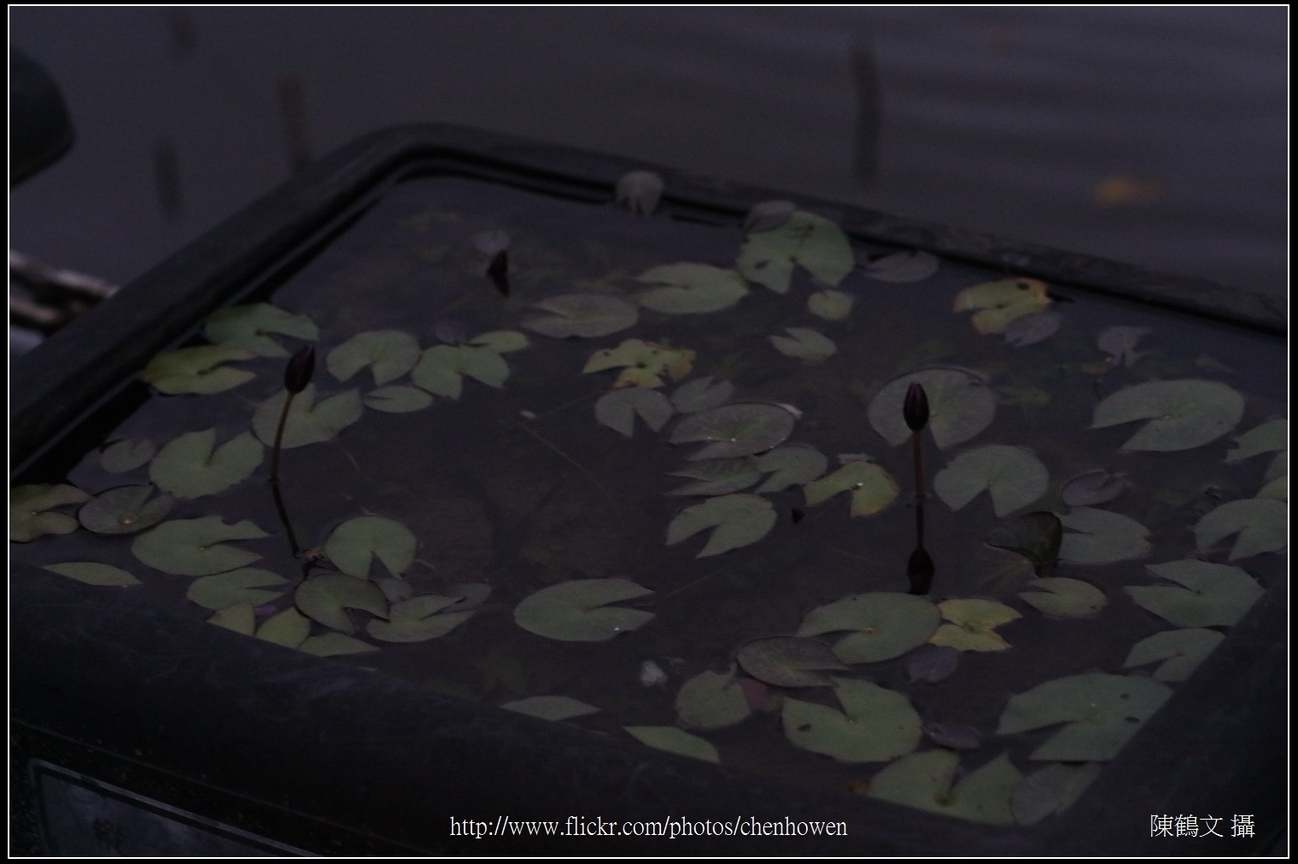 睡蓮水池_偏光鏡CPL_轉45度