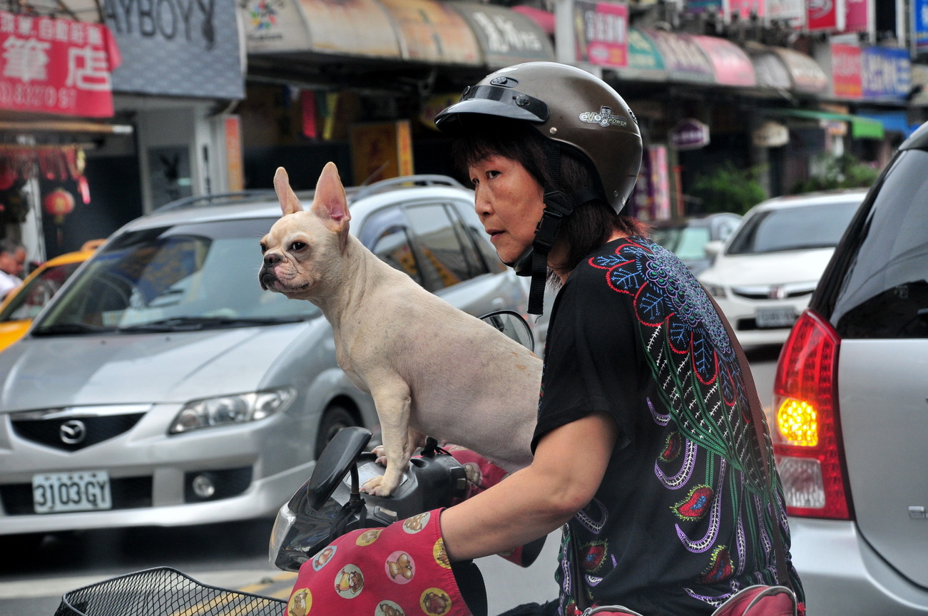 狗狗騎車