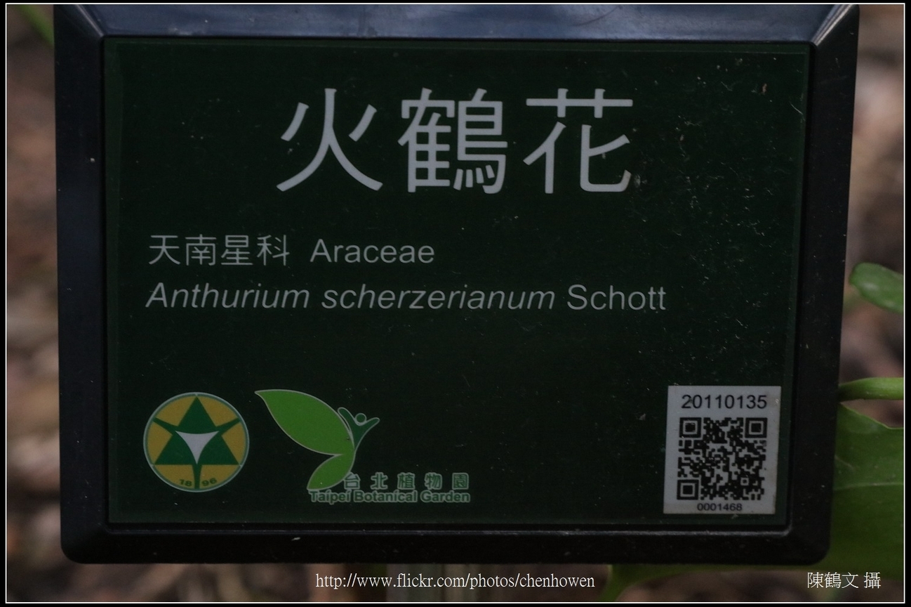 火鶴花_資訊看板