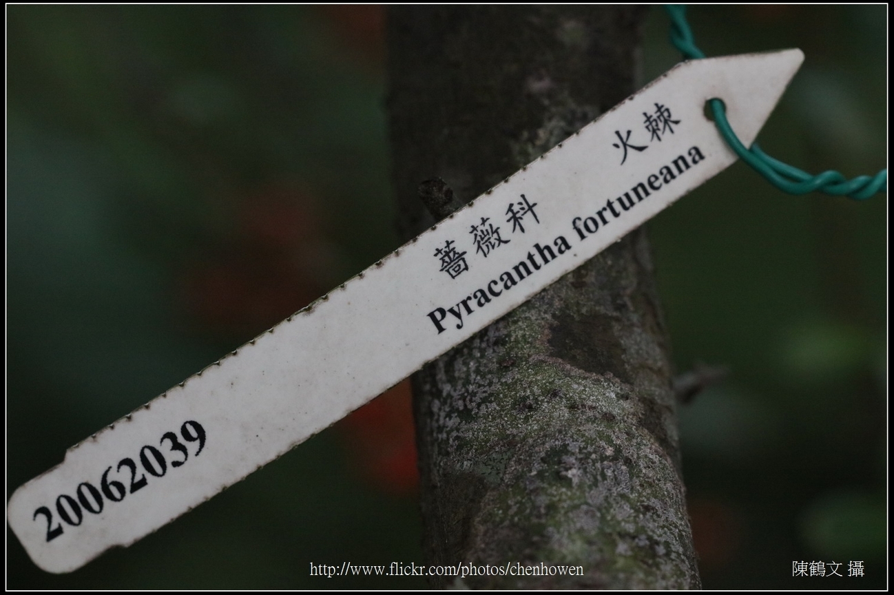 火棘吊牌