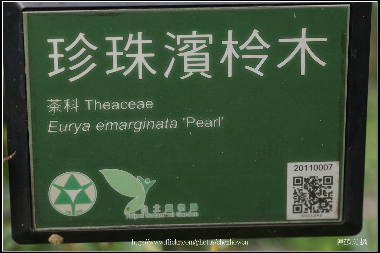 珍珠濱柃木_資訊看板