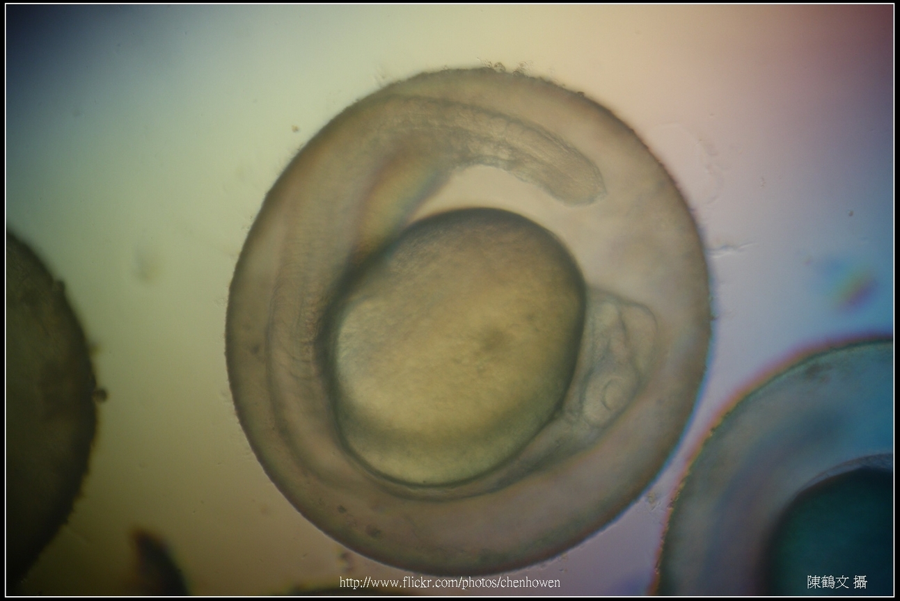 Zebrafish Embryo in pH4 media at 31 hpf _03