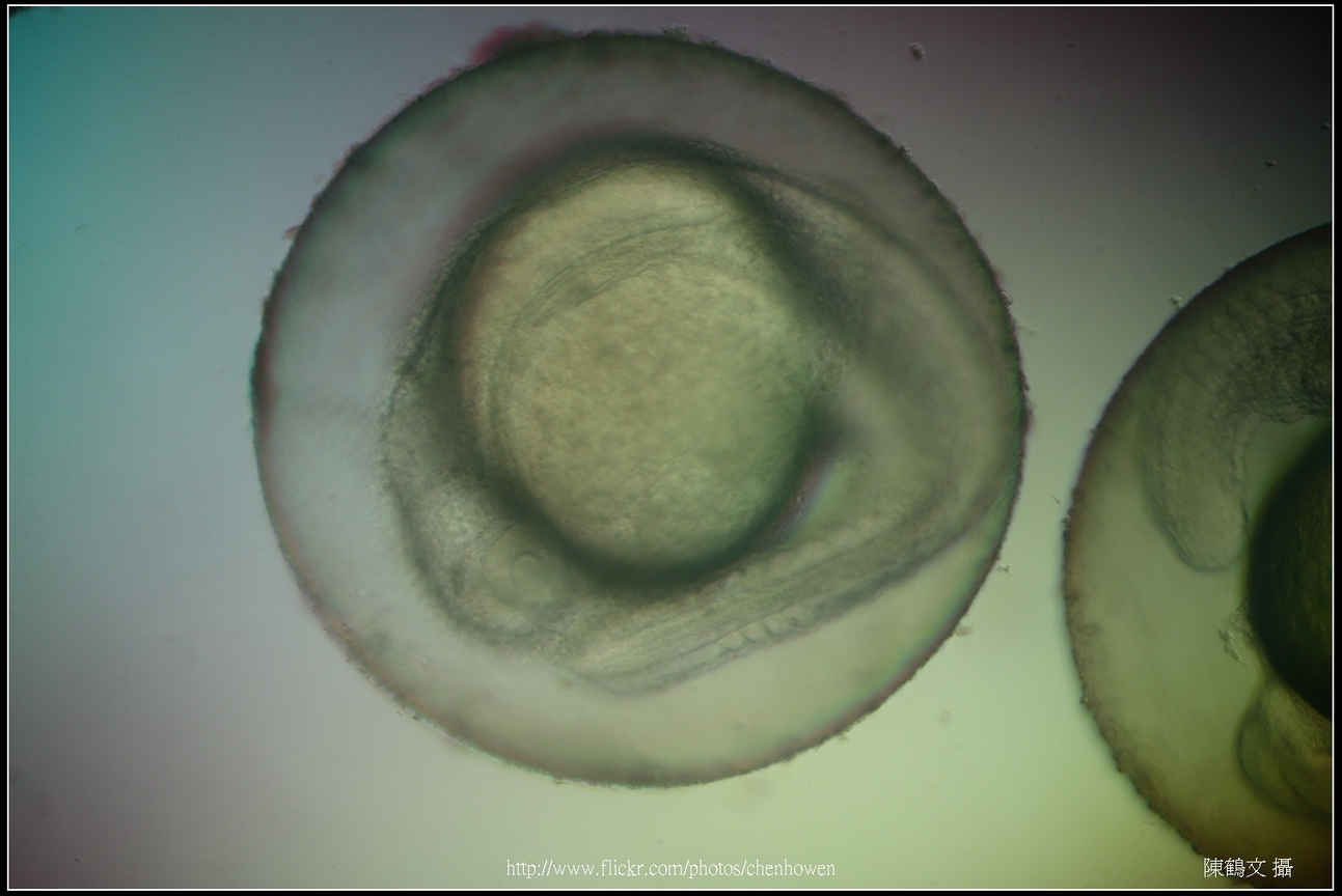 Zebrafish Embryo in pH4 media at 35 hpf _01