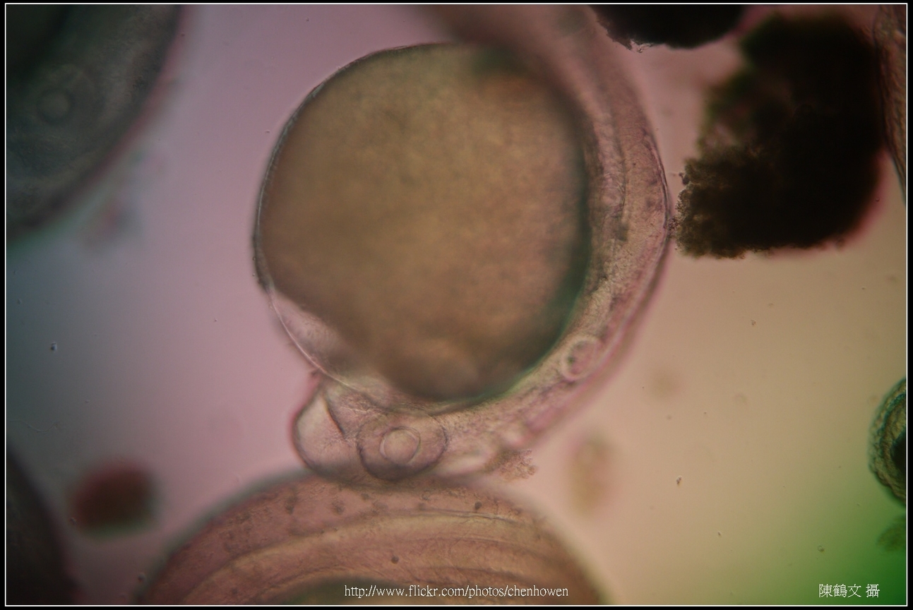 Zebrafish Embryo in pH4 media at 60 hpf _03