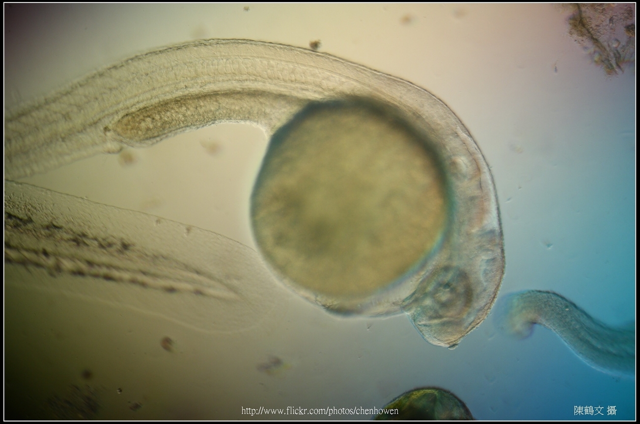 Zebrafish Embryo in pH4 media at 72 hpf _01