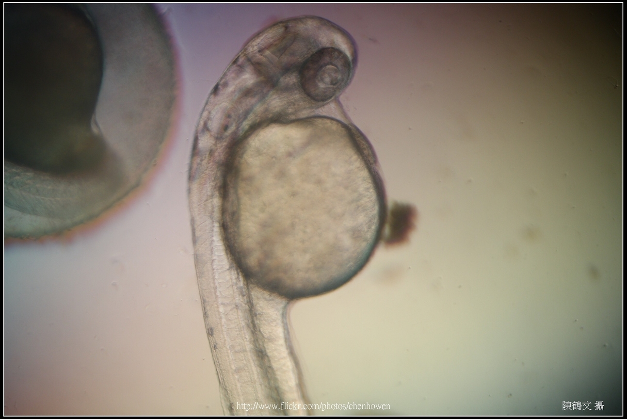 Zebrafish Embryo in pH4 media at 60 hpf _01