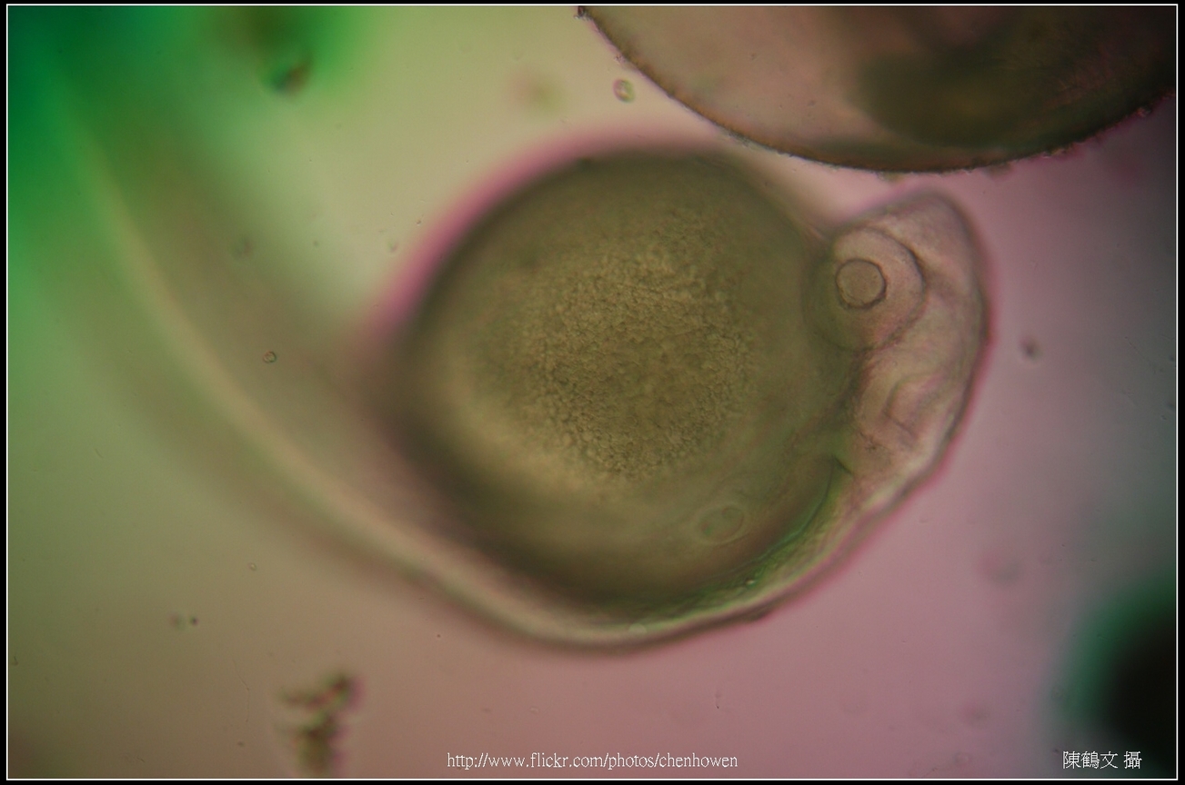 Zebrafish Embryo in pH4 media at 60 hpf _02