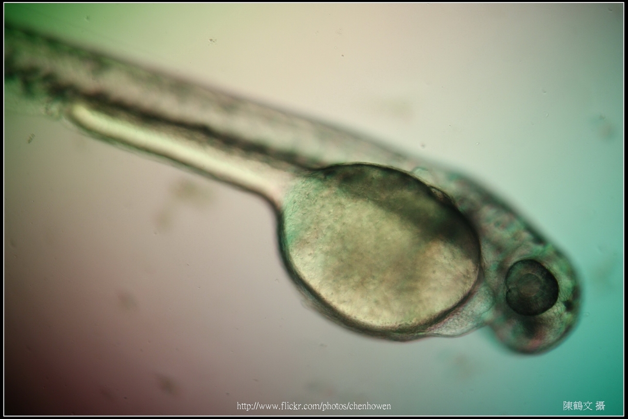 Zebrafish Embryo in pH4 media at 84 hpf _01