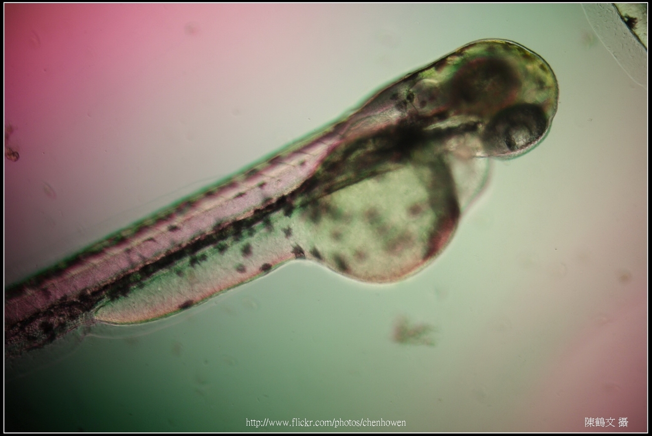 Zebrafish Embryo in pH4 media at 84 hpf _02