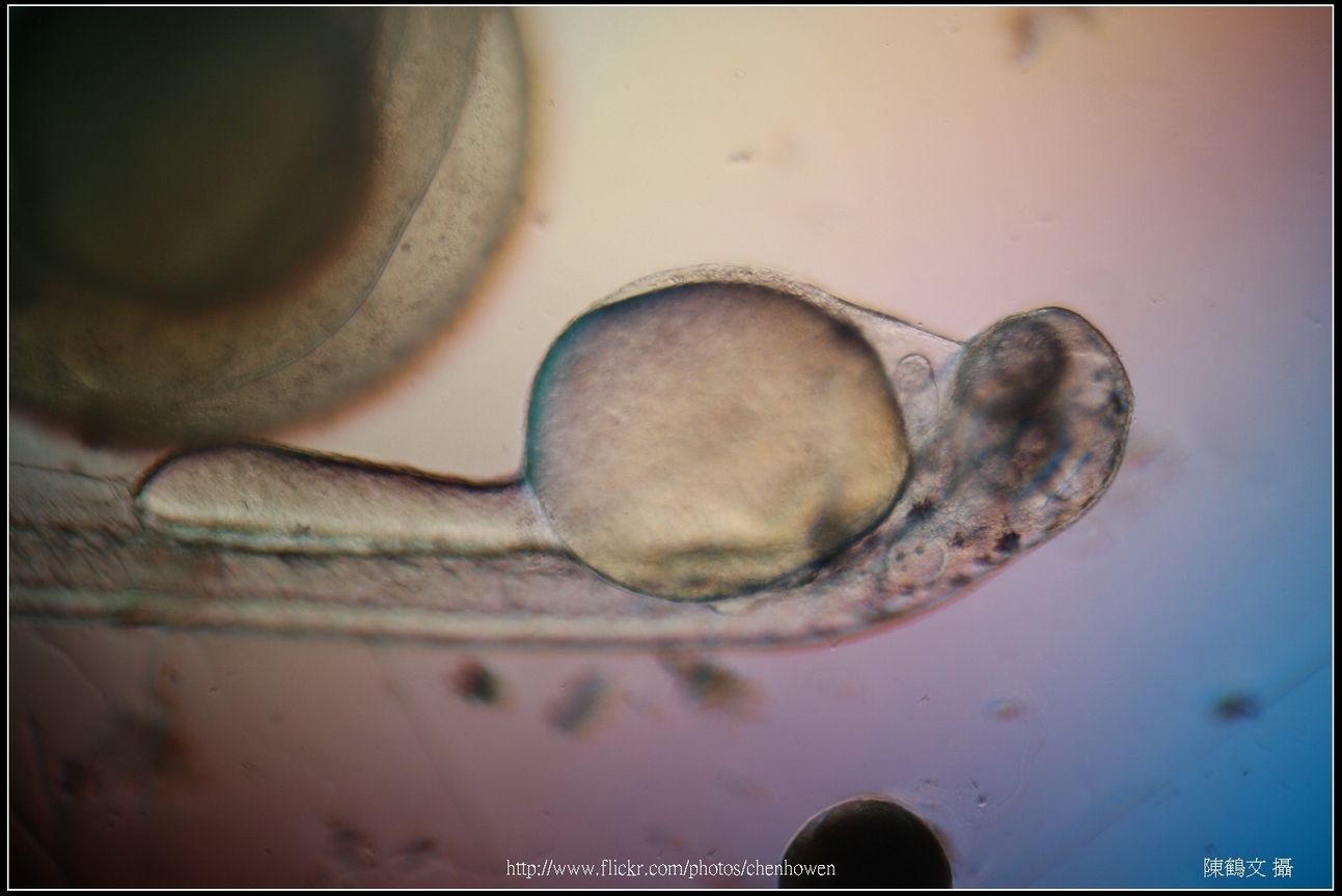 Zebrafish Embryo in pH4 media at 72 hpf _03