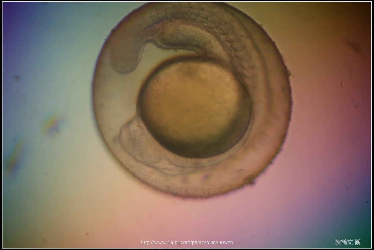 Zebrafish Embryo in pH4 media at 35 hpf _02