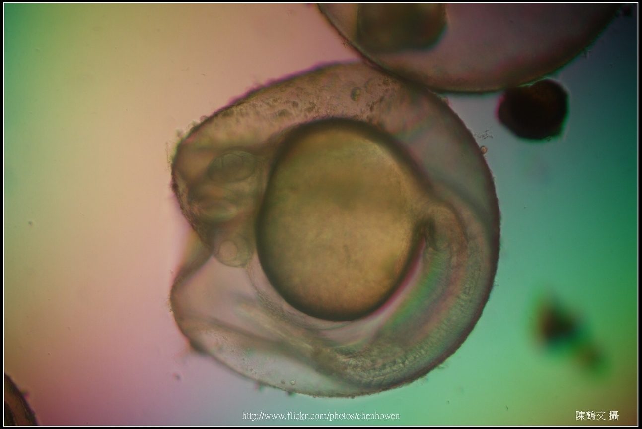 Zebrafish Embryo in pH4 media at 35 hpf _03