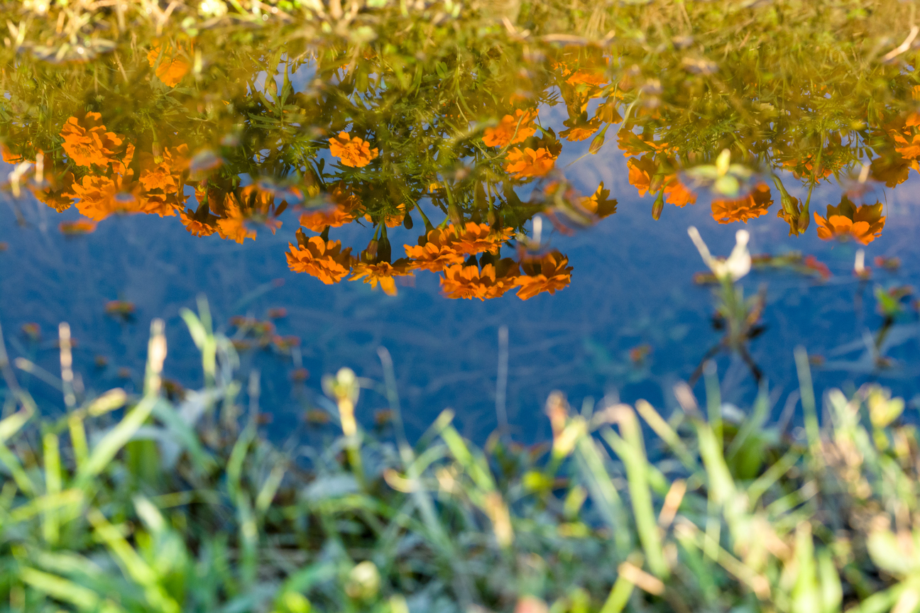 鏡花水月